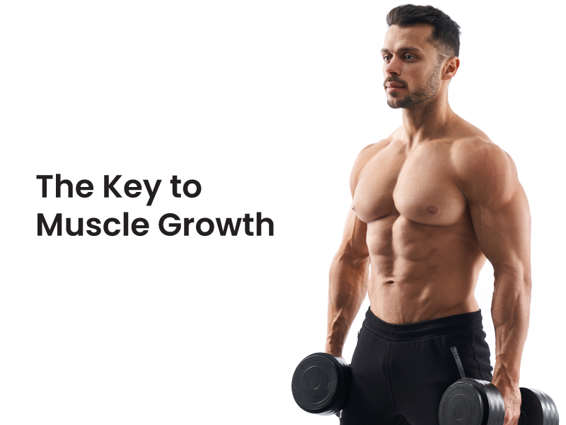 The Key to Muscle Growth - Aipctshop